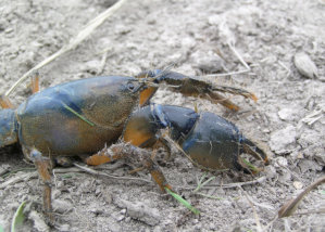 Burrowing crayfish hold their claws in a vertical position