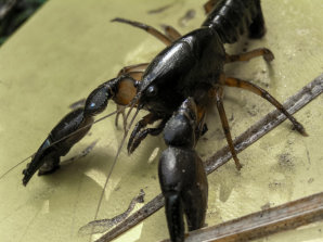 Richards Burrowing Crayfish