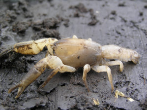 Warragul Burrowing Crayfish