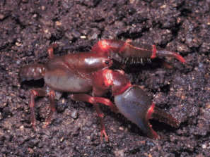 Lily Pilly Burrowing Crayfish