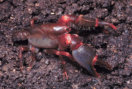 Lily Pilly Burrowing Crayfish