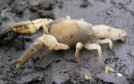 Warragul Burrowing Crayfish