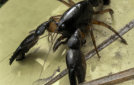 Richards Burrowing Crayfish