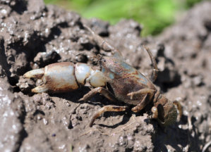 The Two Main Colour Variations Of Warragul Burrowing Crayfish - Blue-Grey Colour