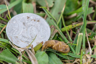 Young Warragul Burrowing Crayfish