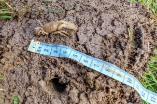 Young Warragul Burrowing Crayfish
