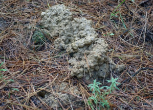 Other crayfish chimneys that may be found within the same region as Warragul Burrowing Crayfish showing a variety of shapes and sizes