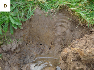 Narrow burrow entrance and burrow system