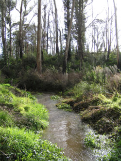 Woodland Habitat At Labertouche Creek Site