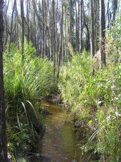 Woodland Habitat At Labertouche Creek Site