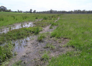 Pasture Habitat In Warragul And Drouin Along Drainage Lines, Floodplains, Creeks And Wetlands