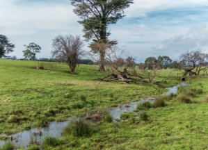Pasture Habitat In Warragul And Drouin Along Drainage Lines, Floodplains, Creeks And Wetlands