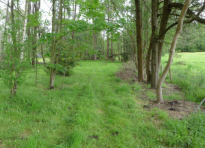 Pasture Habitat In Warragul And Drouin Along Drainage Lines, Floodplains, Creeks And Wetlands