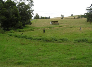 Pasture Habitat In Warragul And Drouin Along Drainage Lines, Floodplains, Creeks And Wetlands