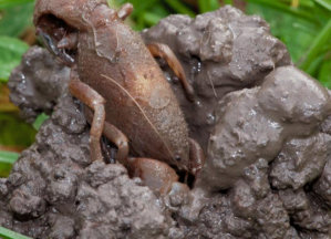 Warragul Burrowing Crayfish at the entrance to its burrow