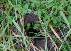 Other crayfish chimneys that may be found within the same region as Warragul Burrowing Crayfish showing a variety of shapes and sizes