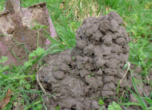 Other crayfish chimneys that may be found within the same region as Warragul Burrowing Crayfish showing a variety of shapes and sizes