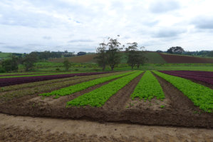 Cultivation and Intensive Farming