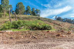 Removal of Native Vegetation