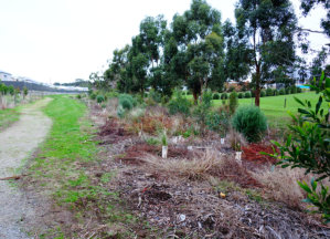 Restoration Of Streambanks With Appropriate Revegetation
