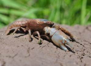 Warragul Burrowing Crayfish
