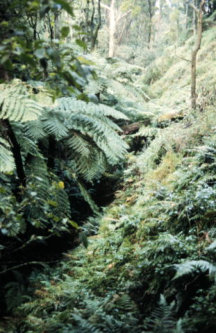 Narracan Burrowing Crayfish Habitat