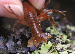 Leaf-like tail