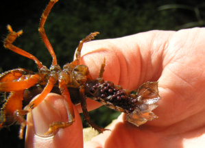 Female cray carrying eggs under her tail (Berried female)