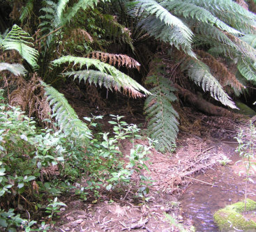 Seepage Habitat