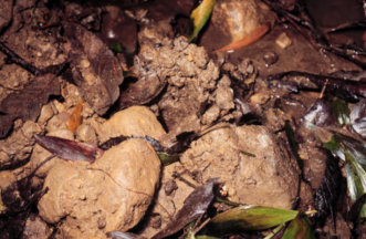 Narracan Burrowing Crayfish Chimney