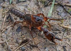 Narracan Burrowing Crayfish
