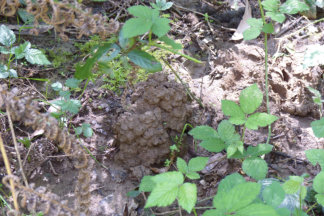 Narracan Burrowing Crayfish Chimney