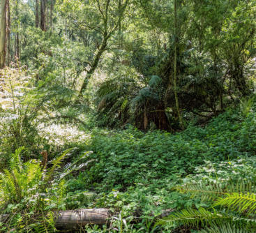 Ferny Habitat
