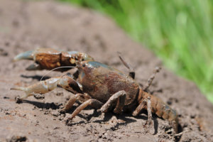Warragul Burrowing Crayfish