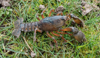 Burrowing Crayfish