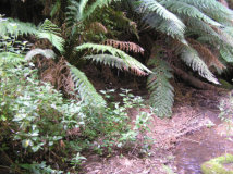 Narracan Burrowing Crayfish Habitat