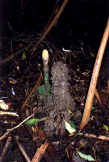 Strzelecki Burrowing Crayfish Chimney