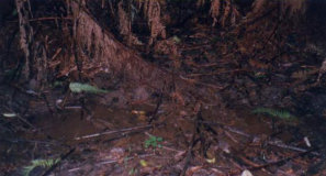 Strzelecki Burrowing Crayfish Habitat
