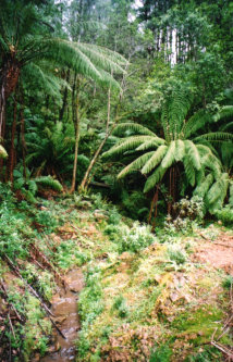 Strzelecki Burrowing Crayfish Habitat