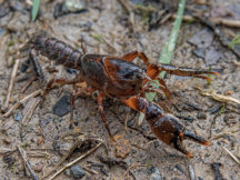 Narracan Burrowing Crayfish