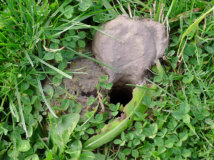 Other West Gippsland Burrowing Crayfish Chimney