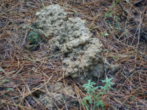 Other West Gippsland Burrowing Crayfish Chimney