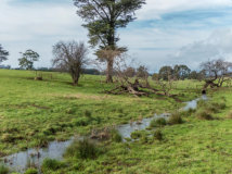 Pasture Habitat In Warragul And Drouin Along Drainage Lines, Floodplains, Creeks And Wetlands
