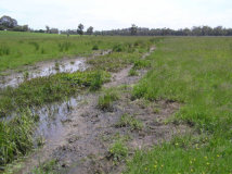 Warragul Burrowing Crayfish Habitat