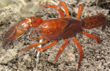 Strzelecki Burrowing Crayfish (Photo: R. Appleton)