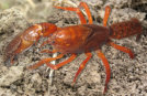 Strzelecki Burrowing Crayfish (Photo: R. Appleton)