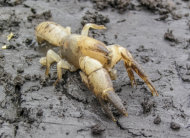 Warragul Burrowing Crayfish