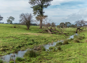 Warragul Burrowing Crayfish Habitat