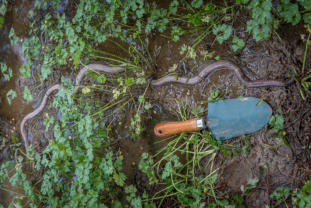 Giant Gippsland Earthworm