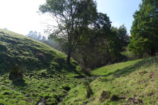 Creek Banks - Giant Gippsland Earthworm Habitat